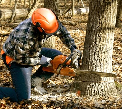 Tree Removal in Driscoll, TX
